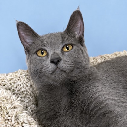 HARLOW - Domestic Shorthair / Mix available for adoption