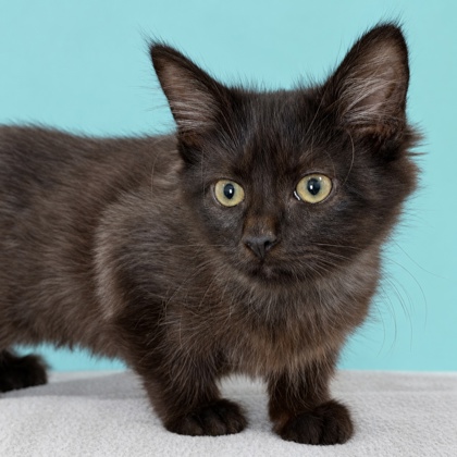 ROXI - Domestic Shorthair / Mix available for adoption