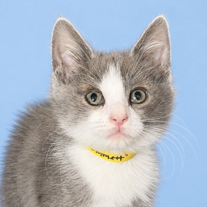 EMMETT - Domestic Shorthair / Mix available for adoption