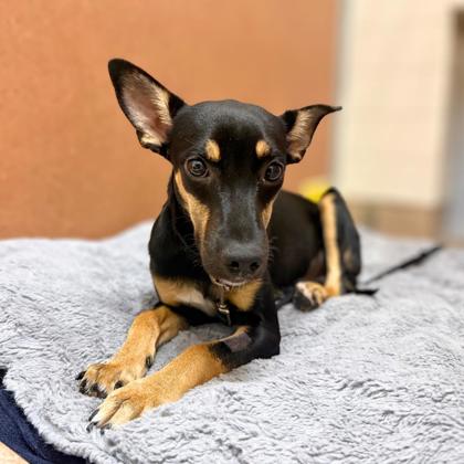 DOLLY - Miniature Pinscher / Mix available for adoption