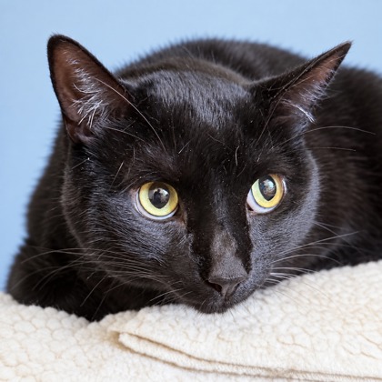 KOOL-AID - Domestic Shorthair / Mix available for adoption