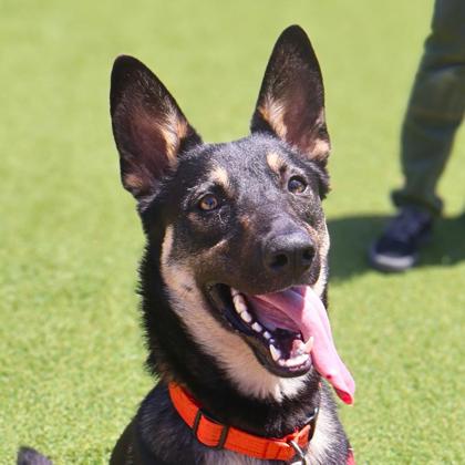 UNI - German Shepherd / Mix available for adoption