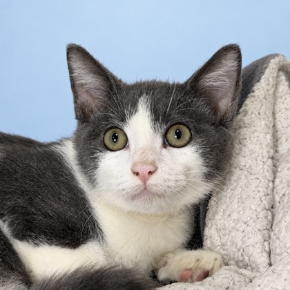 COCONUT - Domestic Shorthair / Mix for adoption in San Francisco