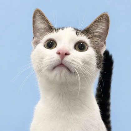 CHRISTOPHER - Domestic Shorthair / Mix available for adoption