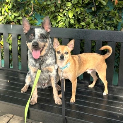 KITTY - Australian Cattle Dog / Mix available for adoption
