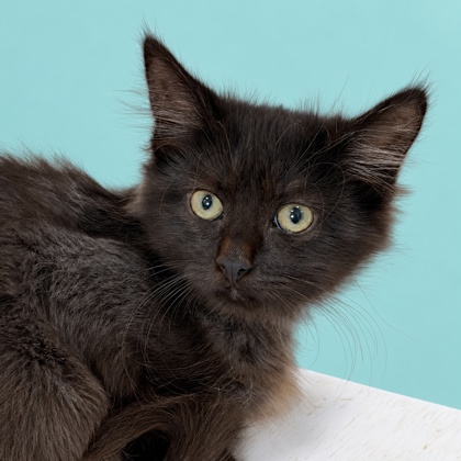 ROXI - Domestic Shorthair / Mix available for adoption