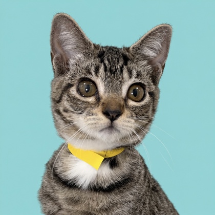 KOA - Domestic Shorthair / Mix available for adoption