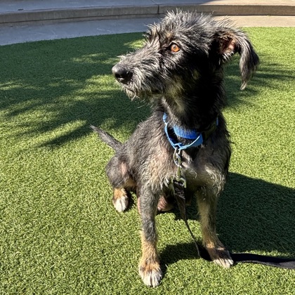 SAMARA - Terrier / Mix available for adoption