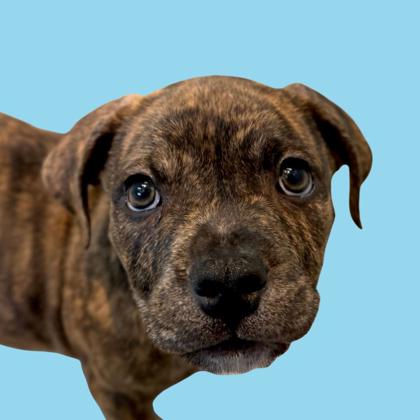 ANGUS - Pit Bull Terrier / Mix available for adoption