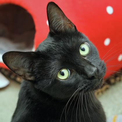 Adopt John - SF SPCA