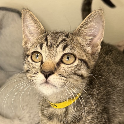 MAVERICK - Domestic Shorthair / Mix available for adoption