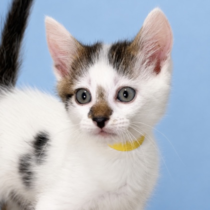 COPPER - Domestic Shorthair / Mix available for adoption