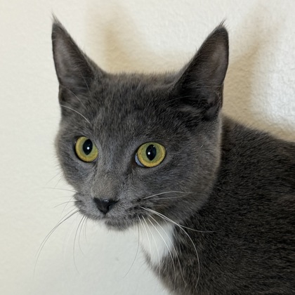 SMOKEY BEAR - Domestic Shorthair / Mix available for adoption