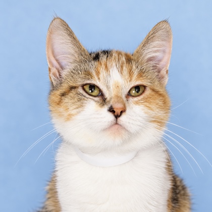 ELVIRA - Domestic Shorthair / Mix available for adoption