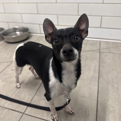 DAISY - Short Coat Chihuahua / Mix available for adoption
