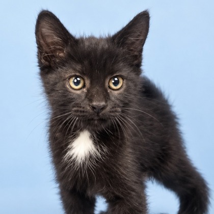 CRANKY DOODLE DONKEY - Domestic Medium Hair / Mix available for adoption