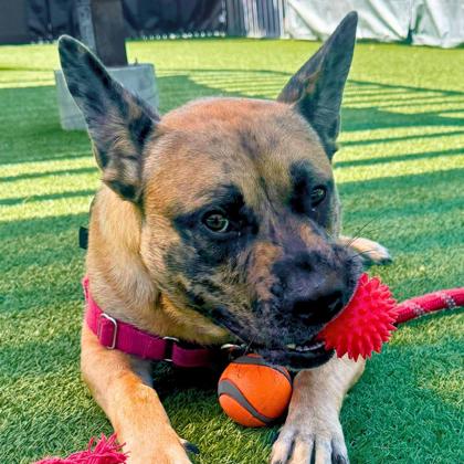 STRIPE - Shepherd / Mix available for adoption