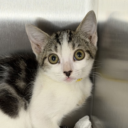 ELLA LANGLEY - Domestic Shorthair / Mix available for adoption