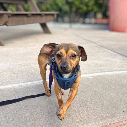 MIGHTY MOUSE - Short Coat Chihuahua / Mix available for adoption