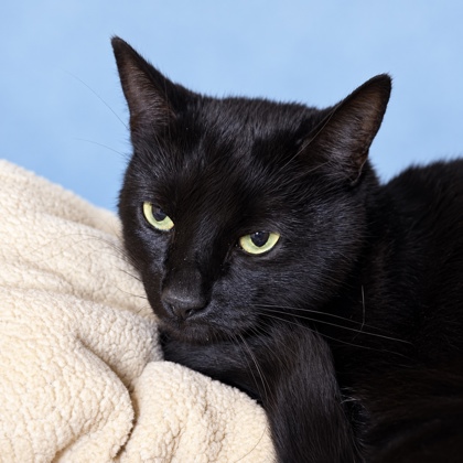 ARNOLD PALMER - Domestic Shorthair / Mix available for adoption