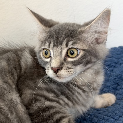 BRIAN - Domestic Shorthair / Mix available for adoption