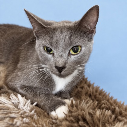 KATE - Domestic Shorthair / Mix available for adoption