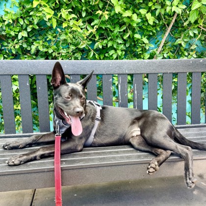 LITTLE BISCUIT - Shepherd / Mix for adoption in San Francisco