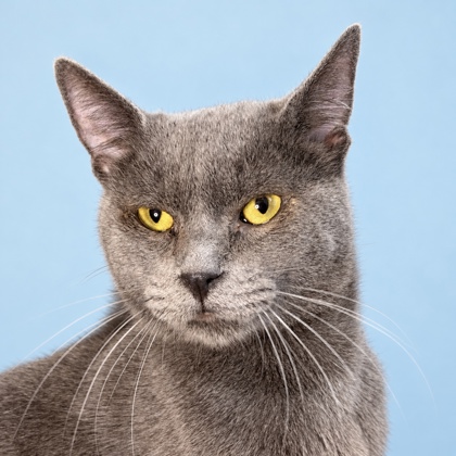 FLINT - Domestic Shorthair / Mix available for adoption