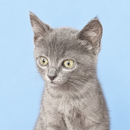 FRUITY - Domestic Shorthair / Mix available for adoption
