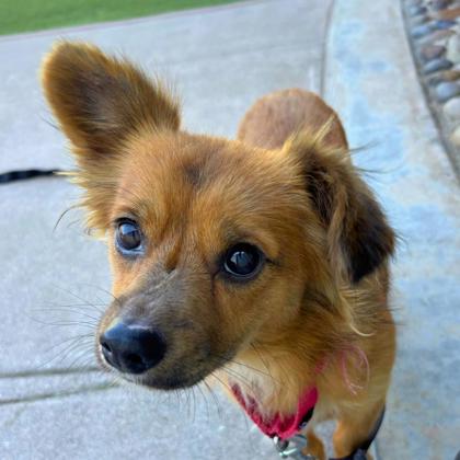 DOUBLE MINT - Long Coat Chihuahua / Mix available for adoption