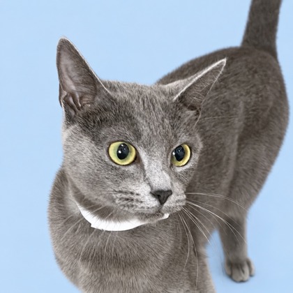 GARLIC - Domestic Shorthair / Mix available for adoption