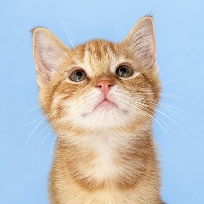 CHEETO - Domestic Shorthair / Mix available for adoption