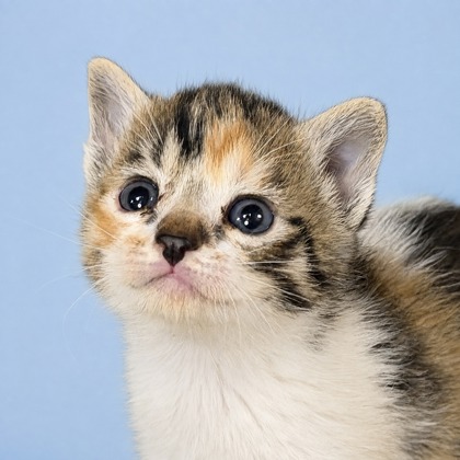 BERLIN - Domestic Shorthair / Mix available for adoption