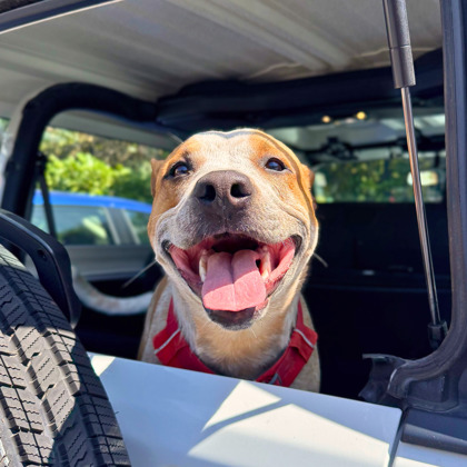 HOWDY - Australian Cattle Dog / Mix available for adoption