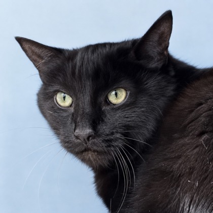 ELLA - Domestic Shorthair / Mix available for adoption