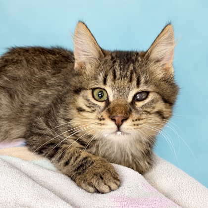 GHOST - Domestic Shorthair / Mix available for adoption