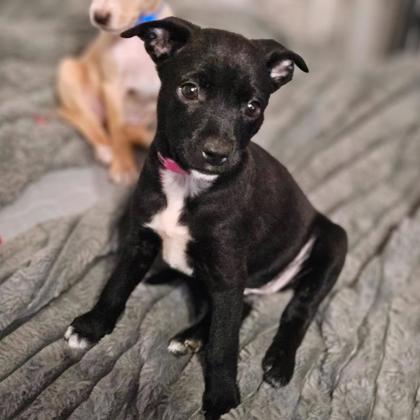 BOO - Short Coat Chihuahua / Mix available for adoption