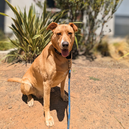 PRESCOTT - Shepherd / Mix available for adoption