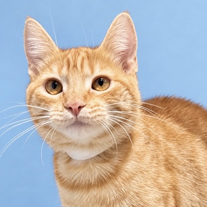 DOBRO - Domestic Shorthair / Mix available for adoption