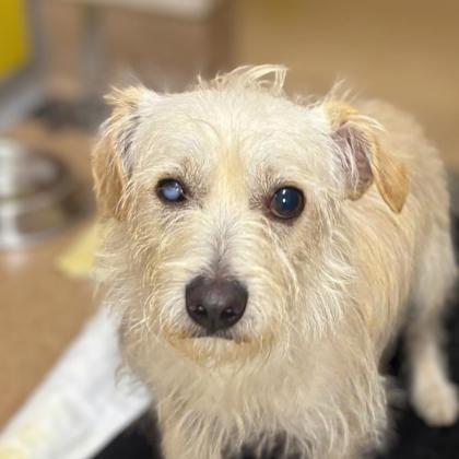 BORTLES - Terrier / Mix available for adoption