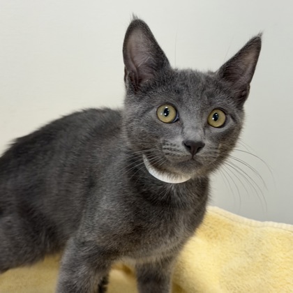 ROOSTER - Domestic Shorthair / Mix available for adoption