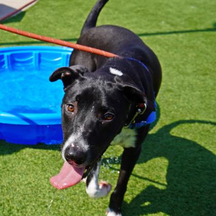 Development Team Sf Spca