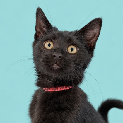 LOGAN - Domestic Shorthair / Mix available for adoption