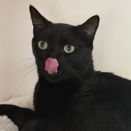 Magic - San Francisco SPCA