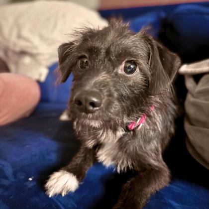 MAGGIE - Terrier / Mix available for adoption