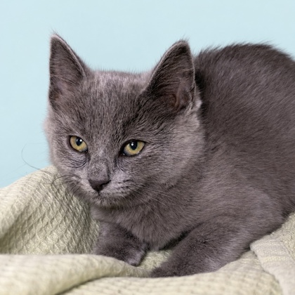 DORA - Domestic Shorthair / Mix available for adoption