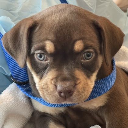 ARTICHOKE - Pit Bull Terrier / Mix available for adoption