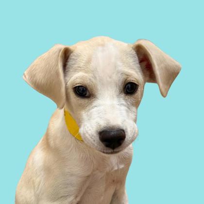 ZIVA - Short Coat Chihuahua / Mix available for adoption