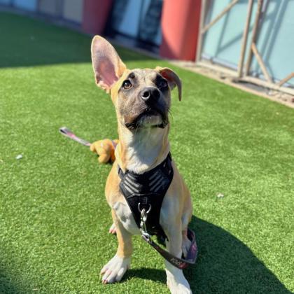 CORN - Shepherd / Mix available for adoption