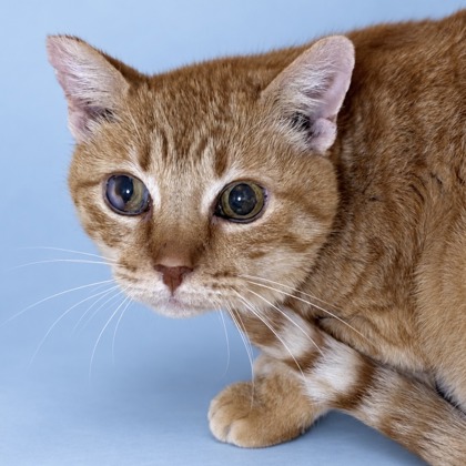 CHERRY BOMB - Domestic Shorthair / Mix available for adoption